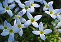 May 5, 2004 - Sandy Point Reservation, Plum Island, Massachusetts.<br />Bluets.