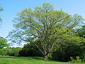 May 13, 2004 - Maudslay State Park, Newburyport, Massachusetts.