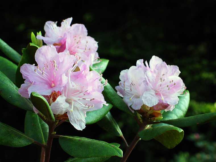 May 13, 2004 - Maudslay State Park, Newburyport, Massachusetts.