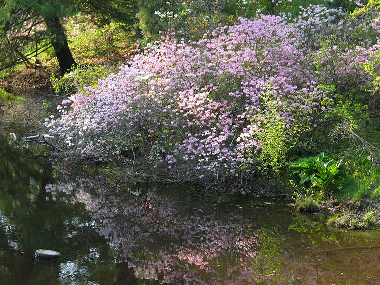May 13, 2004 - Maudslay State Park, Newburyport, Massachusetts.