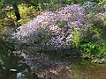 May 13, 2004 - Maudslay State Park, Newburyport, Massachusetts.