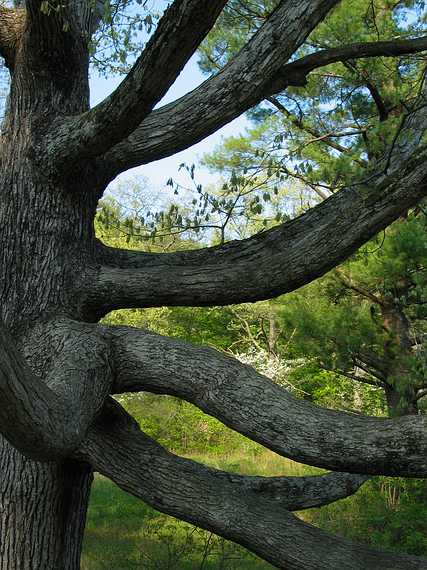 May 13, 2004 - Maudslay State Park, Newburyport, Massachusetts.