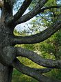 May 13, 2004 - Maudslay State Park, Newburyport, Massachusetts.