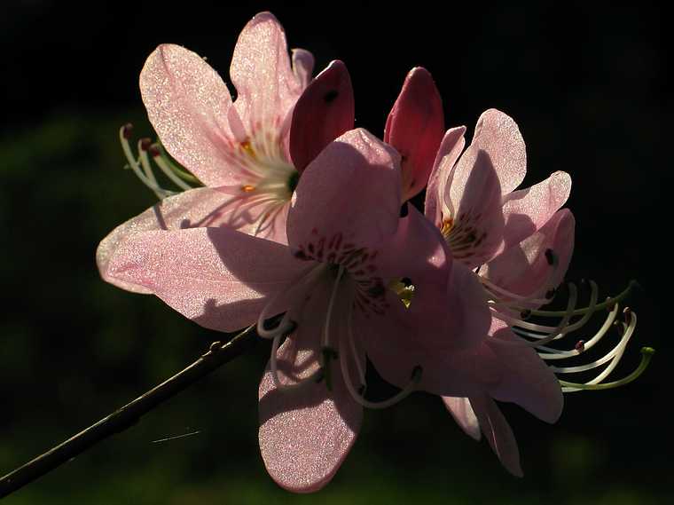 May 13, 2004 - Maudslay State Park, Newburyport, Massachusetts.