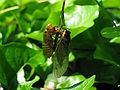 May 22, 2004 - Baltimore, Maryland.<br />Cicadas: nymph shell and adult.