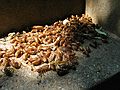 May 22, 2004 - Baltimore, Maryland.<br />Nymph shells.