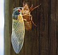 May 22, 2004 - Baltimore, Maryland.<br />An adult cicada atop its nymph stage exoskeleton from which it emerged.