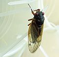 May 22, 2004 - Evergreen House, Baltimore, Maryland.<br />An adult cicada.
