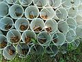 May 22, 2004 - Evergreen House, Baltimore, Maryland.<br />Base of sculpture full of cicada nymph skeletons.