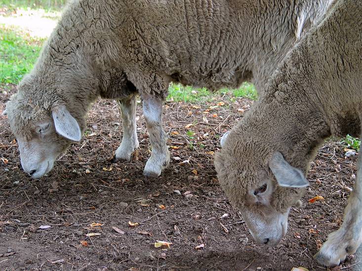 May 22, 2004 - Evergreen House, Baltimore, Maryland.<br />Allison Wiese, "Flock", 2004;<br />woven wire fencing, sheep; approx. 1 acre.