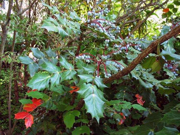 May 22, 2004 - Baltimore, Maryland.<br />A mahonia bush in Baiba and Ronnie's back yard.