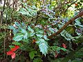 May 22, 2004 - Baltimore, Maryland.<br />A mahonia bush in Baiba and Ronnie's back yard.