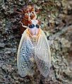 May 24, 2004 - Baltimore, Maryland.<br />Just molted cicada.
