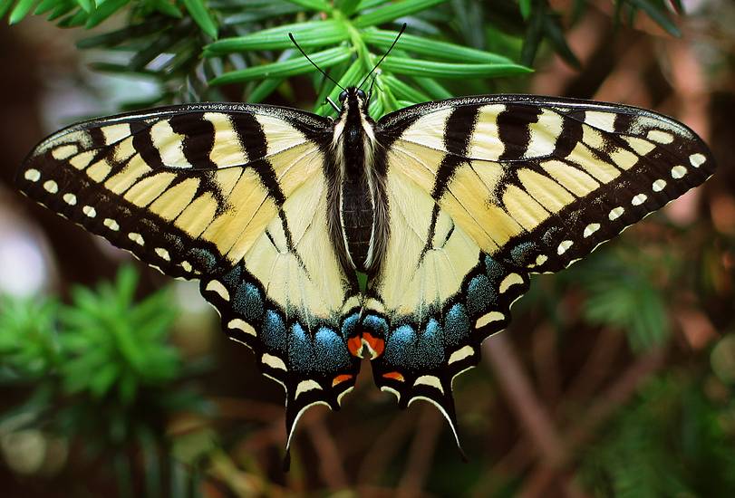 May 24, 2004 - Baltimore, Maryland.<br />An Easter Tiger Swallowtail butterfly in Baiba and Ronnie's back yard, at least 4" across.
