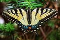 May 24, 2004 - Baltimore, Maryland.<br />An Easter Tiger Swallowtail butterfly in Baiba and Ronnie's back yard, at least 4" across.
