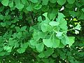 May 25, 2004 - Grounds for Sculpture, Hamilton, New Jersey.<br />Ginko leaves. The park has many exotic trees from all over the world.
