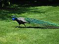 May 25, 2004 - Grounds for Sculpture, Hamilton, New Jersey.<br />There are a number of peacocks in the park, including up in the trees.
