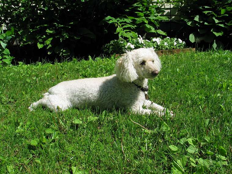 May 27, 2004 - June LaCombe/SCULPTURE at Hawk Ridge, Pownal, Maine.<br />June's poodle.