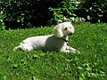 May 27, 2004 - June LaCombe/SCULPTURE at Hawk Ridge, Pownal, Maine.<br />June's poodle.