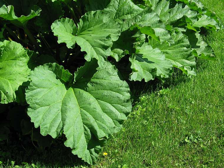 May 27, 2004 - June LaCombe/SCULPTURE at Hawk Ridge, Pownal, Maine.<br />Rhubarb leaves.