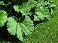May 27, 2004 - June LaCombe/SCULPTURE at Hawk Ridge, Pownal, Maine.<br />Rhubarb leaves.