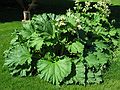 May 27, 2004 - June LaCombe/SCULPTURE at Hawk Ridge, Pownal, Maine.<br />Rhubarb.