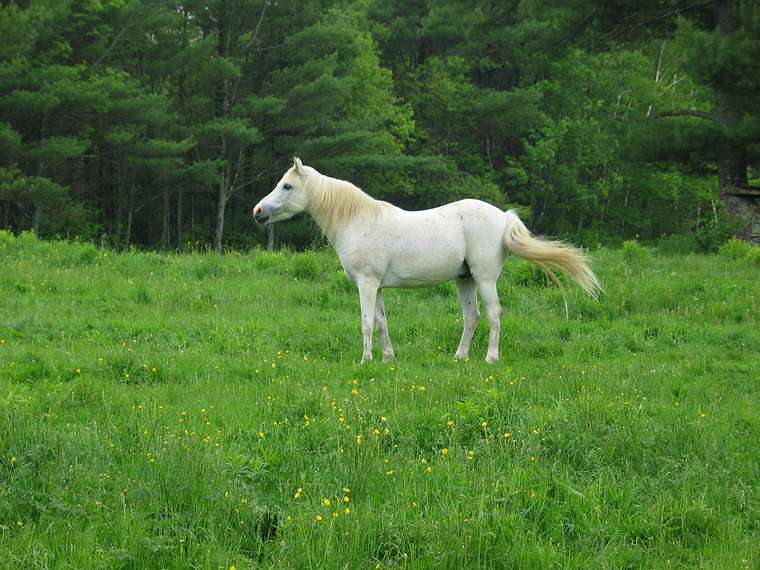 June 2, 2004 - June LaCombe/SCULPTURE at Hawk Ridge, Pownal, Maine.<br />Opening Reception.