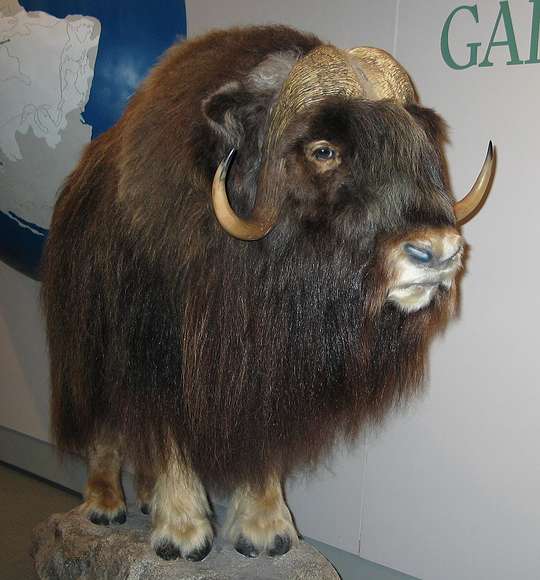 June 10, 2004 - Anchorage, Alaska.<br />Anchorage Museum of History and Art.<br />Musk Ox.
