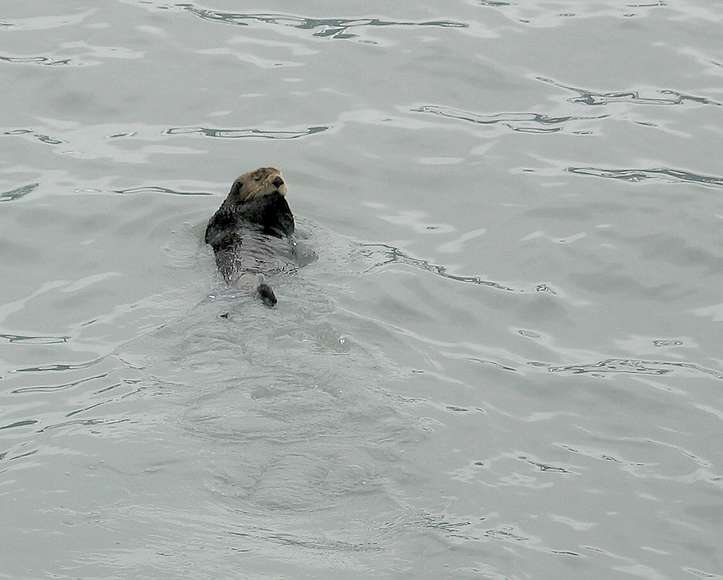 June 12, 2004 - Resurrection Bay, Alaska.<br />A sea otter.