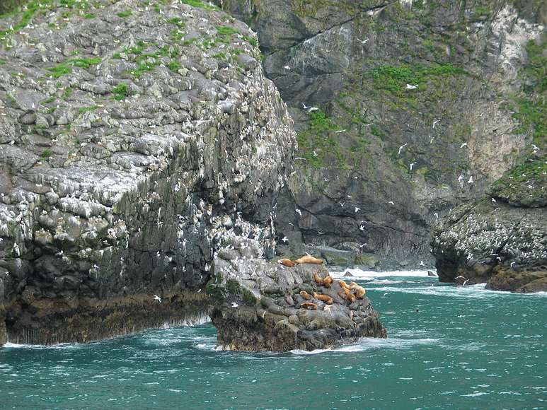June 12, 2004 - Resurrection Bay, Alaska.<br />Stellar sea lions and black legged kittiwakes.