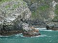 June 12, 2004 - Resurrection Bay, Alaska.<br />Stellar sea lions and black legged kittiwakes.