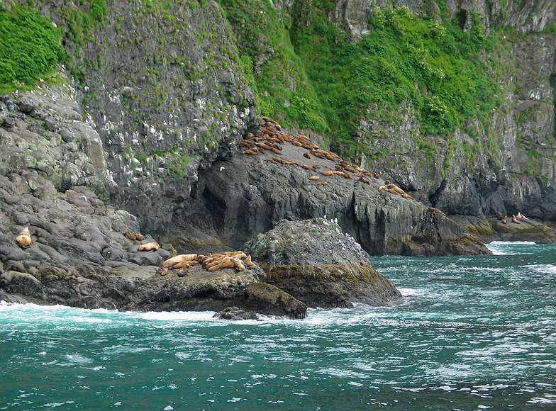 June 12, 2004 - Resurrection Bay, Alaska.<br />Stellar sea lions.
