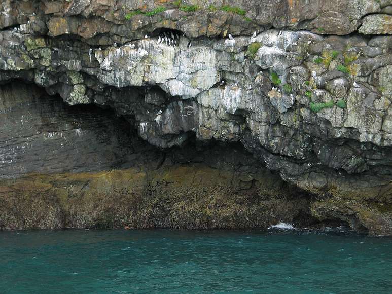 June 12, 2004 - Resurrection Bay, Alaska.<br />Black legged kittiwakes and common murres.