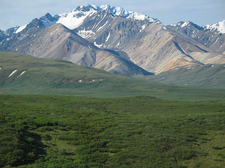 June 15, 2004 - Denali National Park, Alaska.<br />Can you find the moose? Mount Pendleton?