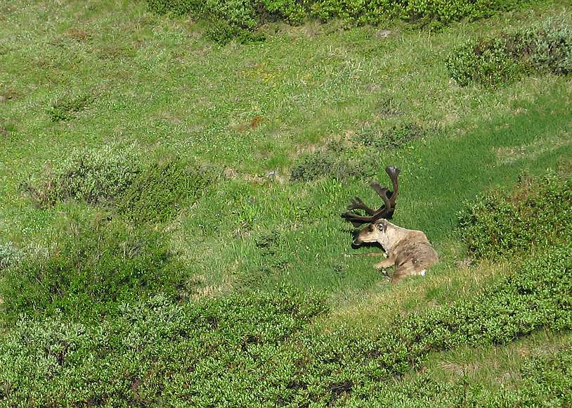 June 15, 2004 - Denali National Park, Alaska.<br />Caribou.