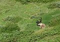 June 15, 2004 - Denali National Park, Alaska.<br />Caribou.