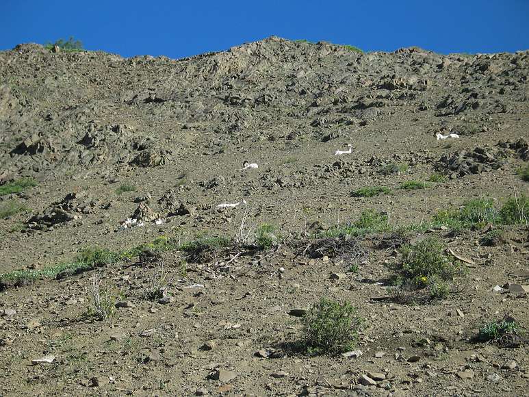 June 15, 2004 - Denali National Park, Alaska.<br />A flock of Dall sheep resting in the heat.