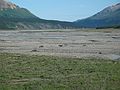 June 15, 2004 - Denali National Park, Alaska.<br />Caribou.