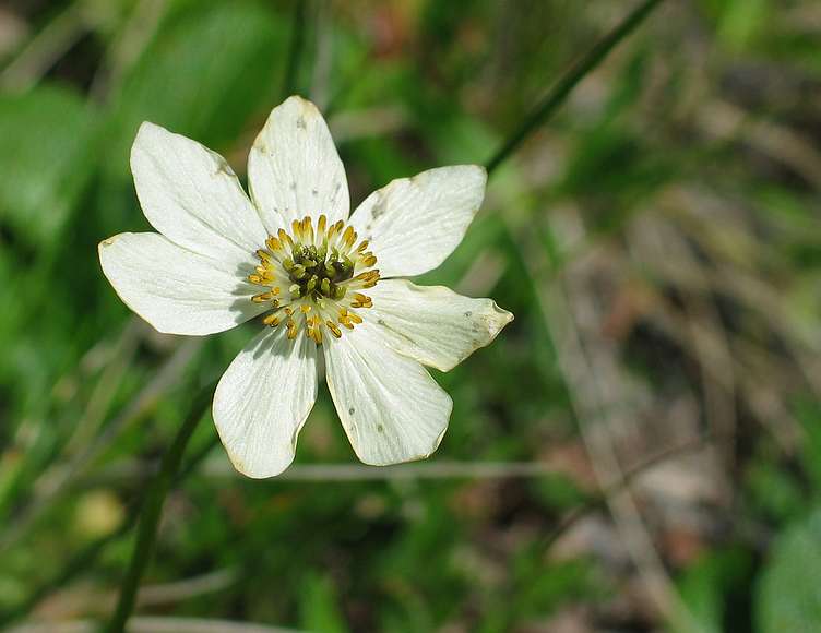 June 15, 2004 - Denali National Park, Alaska.<br />Thoro Ridge above Eielson Visitor Center.<br />Narcissus-flowered Anemone.