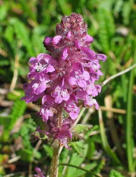 June 15, 2004 - Denali National Park, Alaska.<br />Thoro Ridge above Eielson Visitor Center.<br />Wooly Lousewort.