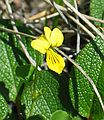 June 15, 2004 - Denali National Park, Alaska.<br />Thoro Ridge above Eielson Visitor Center.<br />Small yellow violet.