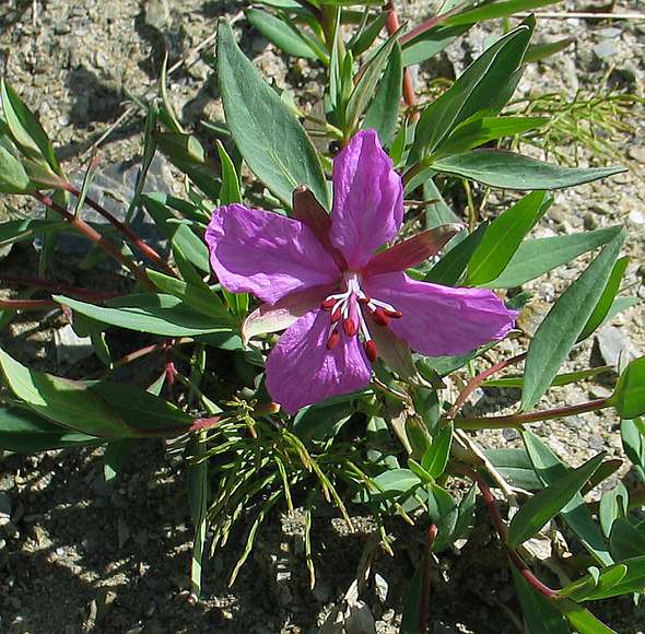 June 15, 2004 - Denali National Park, Alaska.<br />Thoro Ridge above Eielson Visitor Center.<br />Dwarf Fireweed.