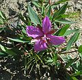 June 15, 2004 - Denali National Park, Alaska.<br />Thoro Ridge above Eielson Visitor Center.<br />Dwarf Fireweed.
