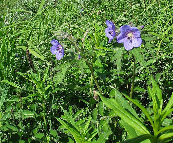 June 15, 2004 - Denali National Park, Alaska.<br />Thoro Ridge above Eielson Visitor Center.<br />Northern Geranium.