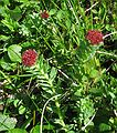 June 15, 2004 - Denali National Park, Alaska.<br />Thoro Ridge above Eielson Visitor Center.<br />Rosewort.