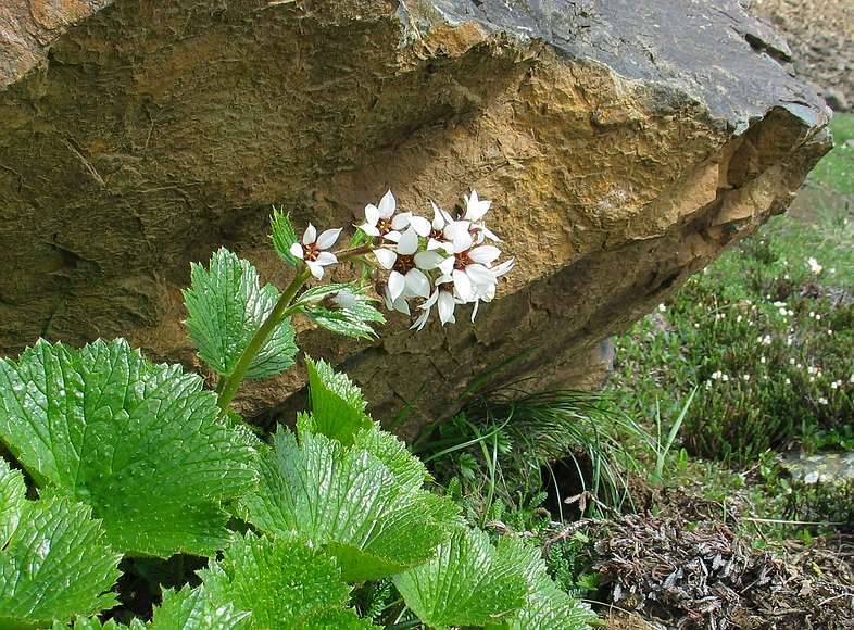 June 15, 2004 - Denali National Park, Alaska.<br />Thoro Ridge above Eielson Visitor Center.<br />Bear flower, Richardson's Saxifrage.