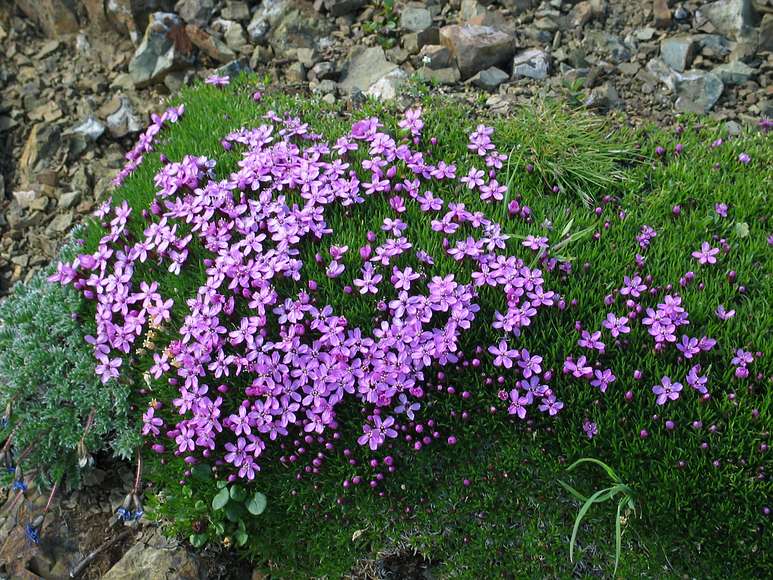 June 15, 2004 - Denali National Park, Alaska.<br />Thoro Ridge above Eielson Visitor Center.<br />Moss campion.