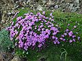 June 15, 2004 - Denali National Park, Alaska.<br />Thoro Ridge above Eielson Visitor Center.<br />Moss campion.