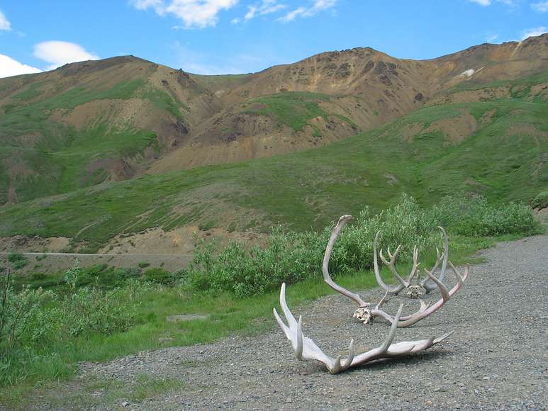 June 15, 2004 - Denali National Park, Alaska.<br />Thoro Ridge from Eielson Visitor Center.