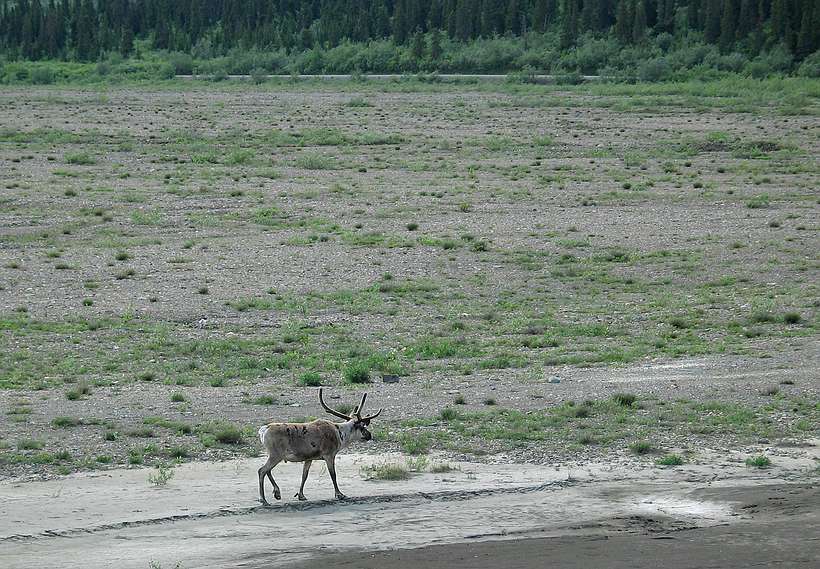 June 15, 2004 - Denali National Park, Alaska.<br />Caribou.